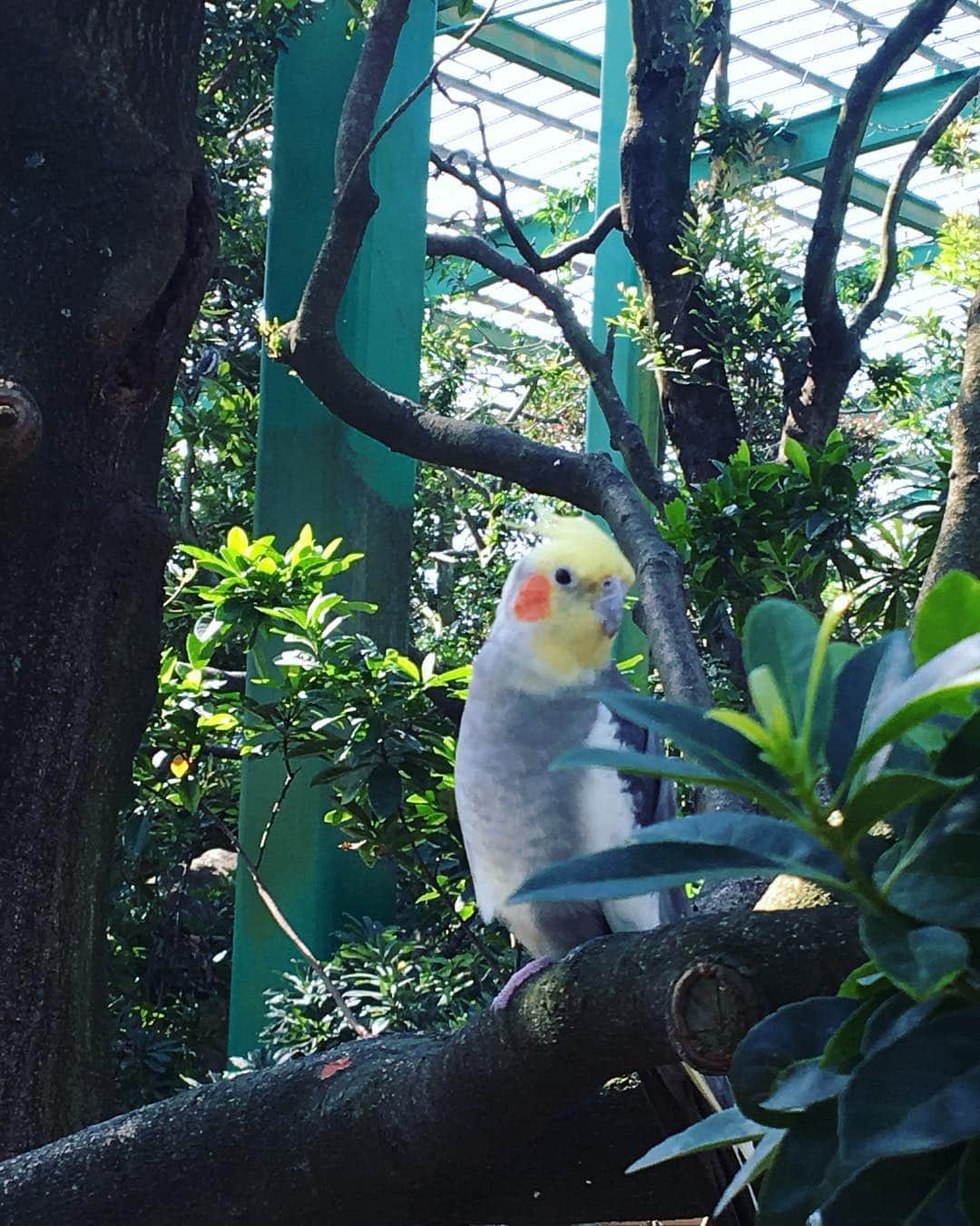 杜このみのインスタグラム：「挨拶したら、『こんにちは〜〜💓』と可愛くお返事をしてくれました…✨ なんて可愛いんだろう…💓☺️」