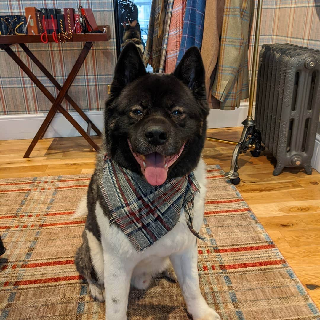 ヘンリー・カヴィルさんのインスタグラム写真 - (ヘンリー・カヴィルInstagram)「Kal rocking some Huntsman Tweed in the Huntsman club, during one of my fittings at their tailoring house on Savile Row today. He's looking mighty chuffed about it too... #HuntsmanHound #Kal #Huntsman」11月4日 21時48分 - henrycavill