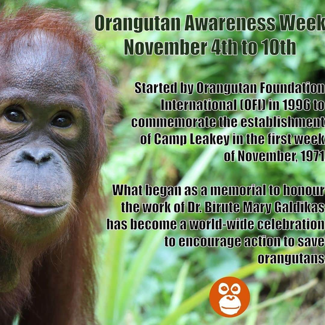 OFI Australiaさんのインスタグラム写真 - (OFI AustraliaInstagram)「Today is the start of Orangutan Awareness Week. What began as a memorial to honour the work of Dr. Birute Mary Galdikas has become a world-wide celebration to encourage action to save orangutans. Search for products without palm oil and help conserve the Bornean rainforest. To save orangutans we must save the forest! Spread the word to your family and friends and help make a difference for orangutans. #saynotopalmoil #saveorangutans  _____________________________________ 🐒 OFIA Founder: Kobe Steele 💌 kobe@ofiaustralia.com | OFIA Patron and Ambassador: @drbirute @orangutanfoundationintl |  www.orangutanfoundation.org.au 🐒」11月4日 22時14分 - ofi_australia