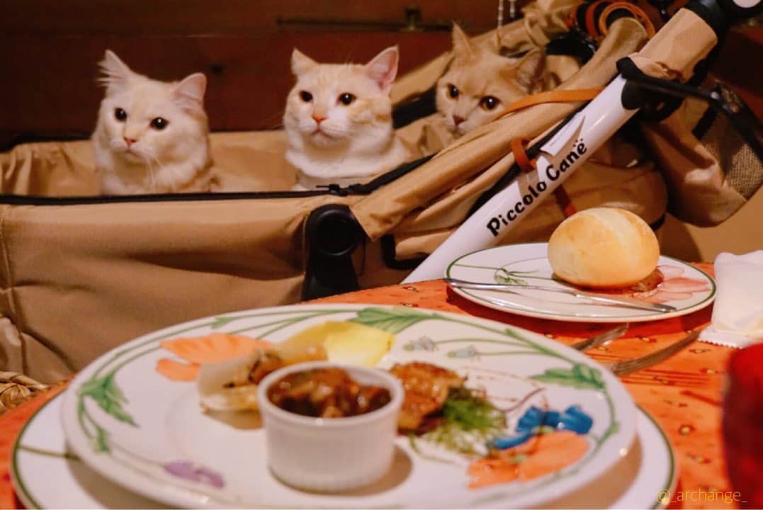 じゅらのインスタグラム：「✩ 旅行先で飼い主のディナーも一緒に🥺🍽さんにんとも興味津々🤩〰️途中から飽きて寝てた😂 Dinner at a travel destination🍽 Three cats were also curious🥰🤩✨ ・ YouTube▶️_archange_jura_ Twitter▶️ @jura_archange_ ・ #catsofinstagram#cats_of_instagram#instagood#catloversclub#petstagram#cutecatclub#ScottishFold#britishshorthair#Siberian#catoftheday#catsofinstagram#catsofworld#a_world_of_cats#instacats#cuteanimals#topcatphoto#instacat_meows#고양이#lioncat#lion#スコティッシュフォールド#ブリティッシュショートヘア#サイベリアン#adorable#lioncat#猫#旅猫#babycat#baby#子猫#fluffy#trip」