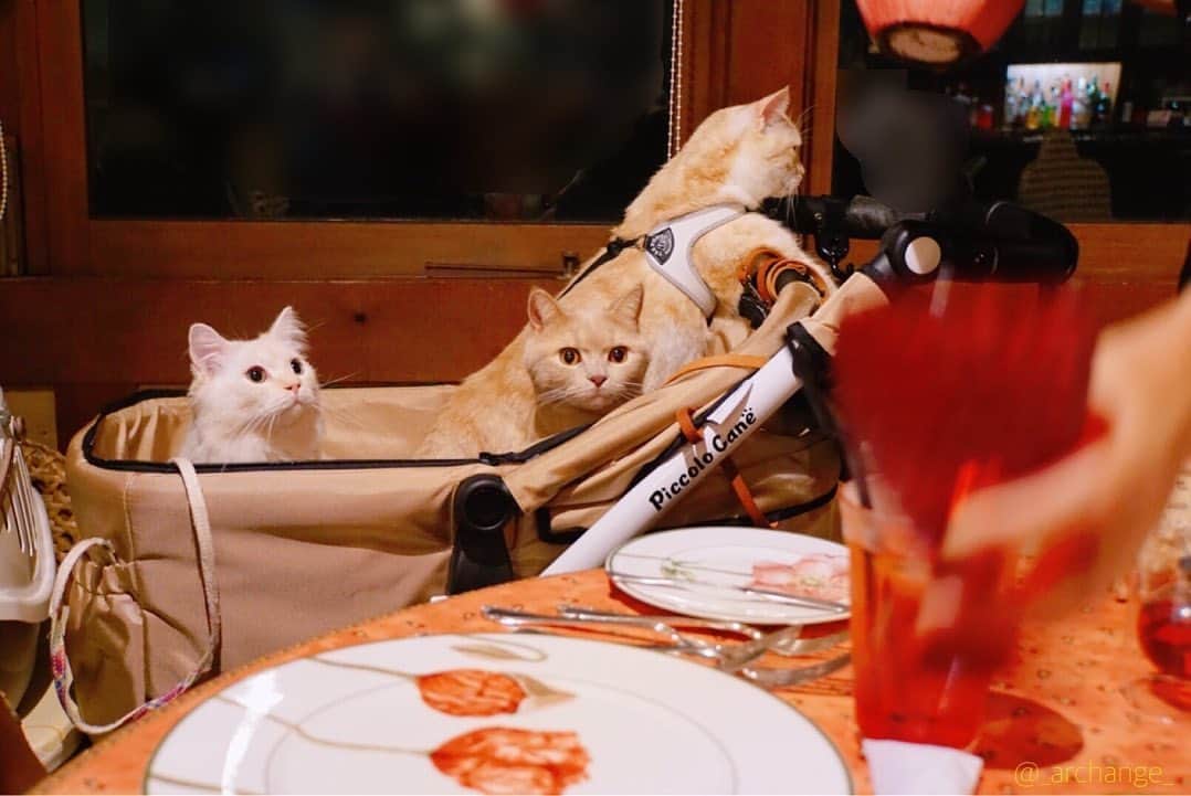 じゅらさんのインスタグラム写真 - (じゅらInstagram)「✩ 旅行先で飼い主のディナーも一緒に🥺🍽さんにんとも興味津々🤩〰️途中から飽きて寝てた😂 Dinner at a travel destination🍽 Three cats were also curious🥰🤩✨ ・ YouTube▶️_archange_jura_ Twitter▶️ @jura_archange_ ・ #catsofinstagram#cats_of_instagram#instagood#catloversclub#petstagram#cutecatclub#ScottishFold#britishshorthair#Siberian#catoftheday#catsofinstagram#catsofworld#a_world_of_cats#instacats#cuteanimals#topcatphoto#instacat_meows#고양이#lioncat#lion#スコティッシュフォールド#ブリティッシュショートヘア#サイベリアン#adorable#lioncat#猫#旅猫#babycat#baby#子猫#fluffy#trip」11月4日 22時16分 - _archange_