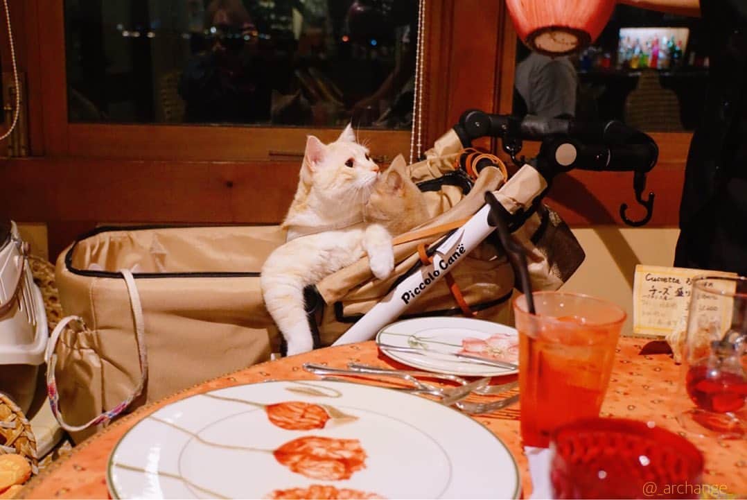 じゅらさんのインスタグラム写真 - (じゅらInstagram)「✩ 旅行先で飼い主のディナーも一緒に🥺🍽さんにんとも興味津々🤩〰️途中から飽きて寝てた😂 Dinner at a travel destination🍽 Three cats were also curious🥰🤩✨ ・ YouTube▶️_archange_jura_ Twitter▶️ @jura_archange_ ・ #catsofinstagram#cats_of_instagram#instagood#catloversclub#petstagram#cutecatclub#ScottishFold#britishshorthair#Siberian#catoftheday#catsofinstagram#catsofworld#a_world_of_cats#instacats#cuteanimals#topcatphoto#instacat_meows#고양이#lioncat#lion#スコティッシュフォールド#ブリティッシュショートヘア#サイベリアン#adorable#lioncat#猫#旅猫#babycat#baby#子猫#fluffy#trip」11月4日 22時16分 - _archange_