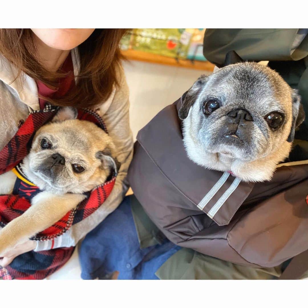 八兵衛のインスタグラム：「with friend Guli😊💕 * * 先日のお灸も ぐりちゃんと一緒だったよ☺️ * * ②ぬくぬくぐりちゃん😍 ③ハロウィン仮装🎃 (シニアーズがんばった😂) * *  #ほぼ黒パグ #おじいちゃん犬 #pug #puggy #puglife #puglove #petstagram #pugstagram #pugsofinstagram #pugs #dog #ふわもこ部  @igersjp #IGersJP #east_dog_japan #pecoイヌ部 #八兵衛 #はちべえ #朝ワンコ夕ニャンコ」