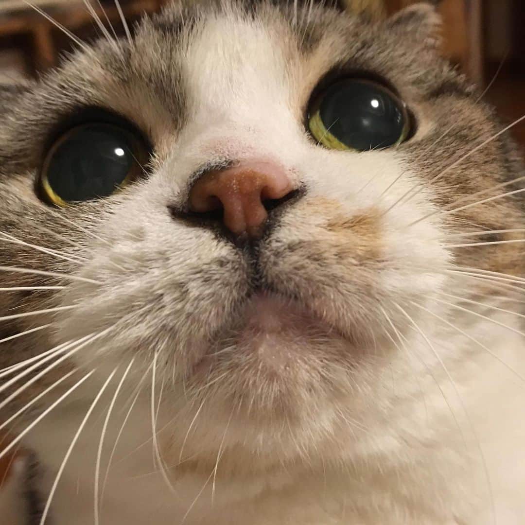 ミツバ&フックのインスタグラム：「この仔が膝に乗ってきました。冬がやってきましたね。 #ilovecat」