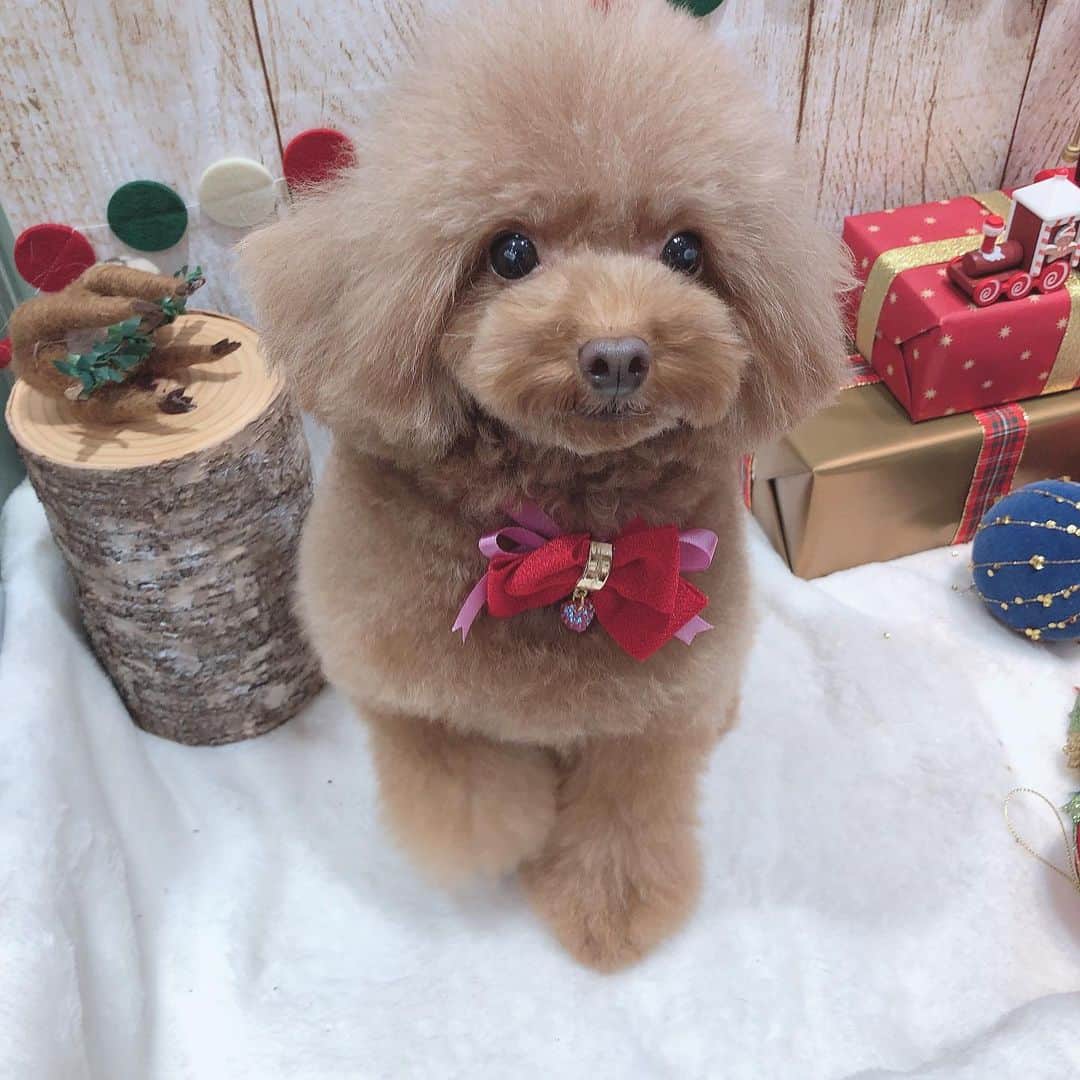 のインスタグラム：「11月トリミング❤️ ももちゃん❤️ 安定して可愛いももちゃん😍 首かしげるのがたまらなく可愛い😍❤️←親バカww ・ #dog #dogs #dogstagram #poodle #poodles #poodlelove #poodleclub #toypoodle #toypoodles #toypoodlelove #toypoodleclub #east_dog_japan #all_dog_japan #ig_poodle #poodlesofficial #ふわふわ #ふわもこ部 #トイプードル #トイプードル部 #トイプードル大好き #トイプードル多頭飼い #まろんたん #ティーカッププードル #わんこなしでは生きていけません会 #pecoいぬ部 #joker六本木ヒルズ店 #トリミング #ももちゃん #toypoodleofficial #犬のいる暮らし」