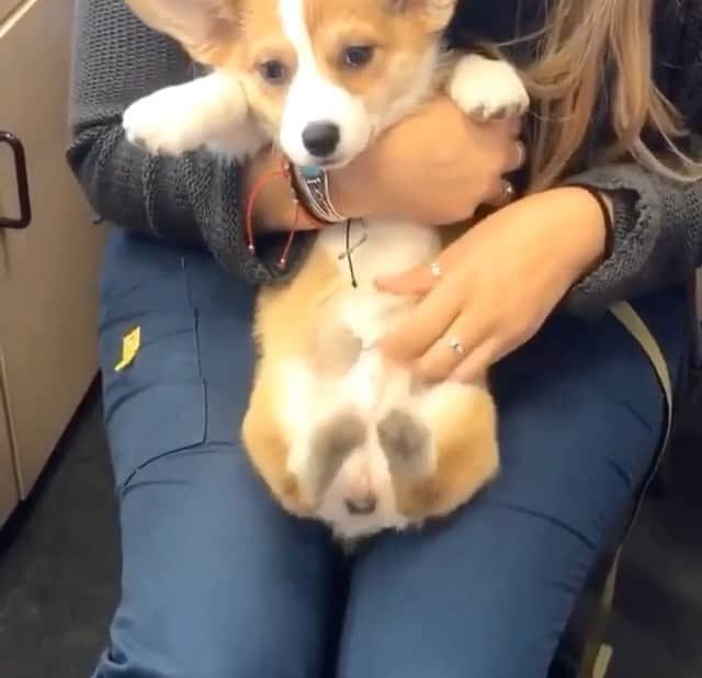 The Best From Vineのインスタグラム：「We wanted to start your day off with a smile :) . Follow @bestofbviral for more amazing videos! . . #cutedog #cute #smile #happy #love #puppy #instagood #tickle」