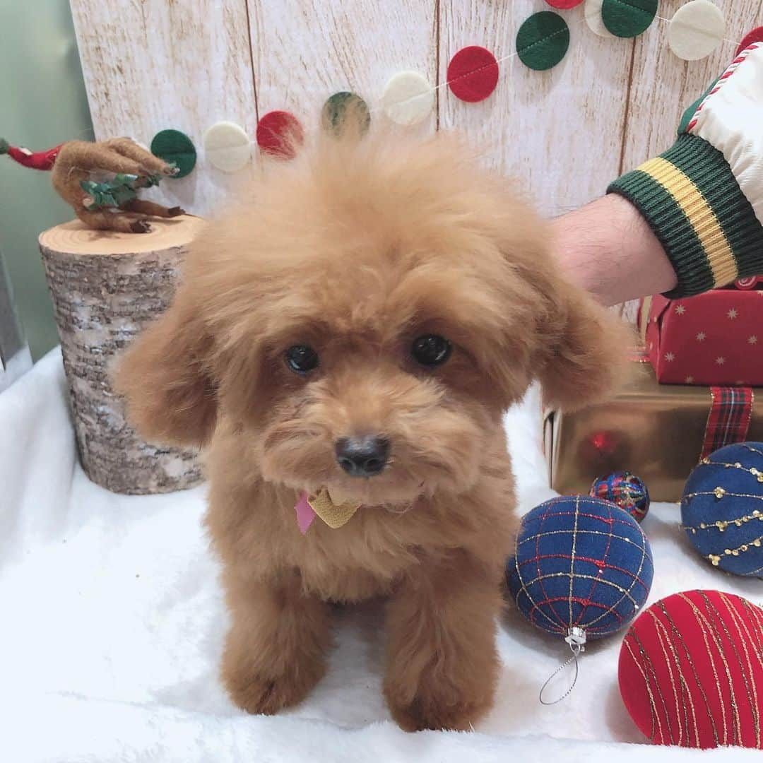 ももちゃん & まろんたんのインスタグラム：「こんにちは❣️モカちゃんです🐶💓 はじめてのトリミング頑張りまちた☺️✨ ・ #dog #dogs #dogstagram #poodle #poodles #poodlelove #poodleclub #toypoodle #toypoodles #toypoodlelove #toypoodleclub #east_dog_japan #all_dog_japan #ig_poodle #poodlesofficial #ふわふわ #ふわもこ部 #トイプードル #トイプードル部 #トイプードル大好き #トイプードル多頭飼い #ティーカッププードル #わんこなしでは生きていけません会 #pecoいぬ部 #joker六本木ヒルズ店 #トリミング #もかちゃん #toypoodleofficial #犬のいる暮らし」