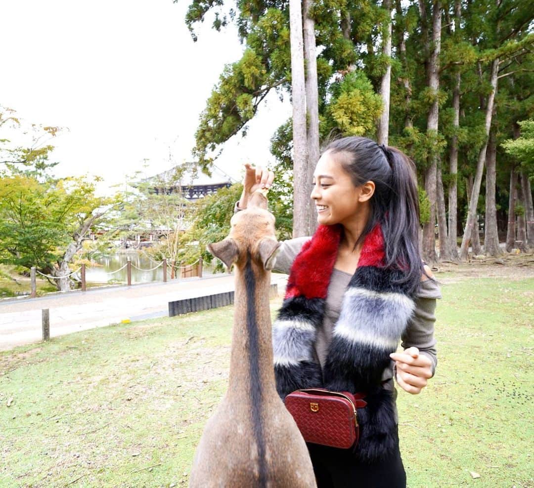 遊海 Yuumiさんのインスタグラム写真 - (遊海 YuumiInstagram)「Deeeeer & me at Nara Park 🦌❤️ #visitjapan #nara #narapark #narajapan #japan #奈良 photo by @kevliu2」11月5日 0時03分 - yuumi_kato