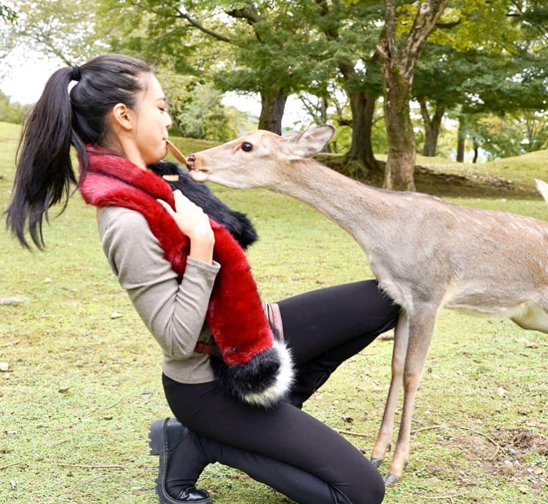 遊海 Yuumiさんのインスタグラム写真 - (遊海 YuumiInstagram)「Deeeeer & me at Nara Park 🦌❤️ #visitjapan #nara #narapark #narajapan #japan #奈良 photo by @kevliu2」11月5日 0時03分 - yuumi_kato