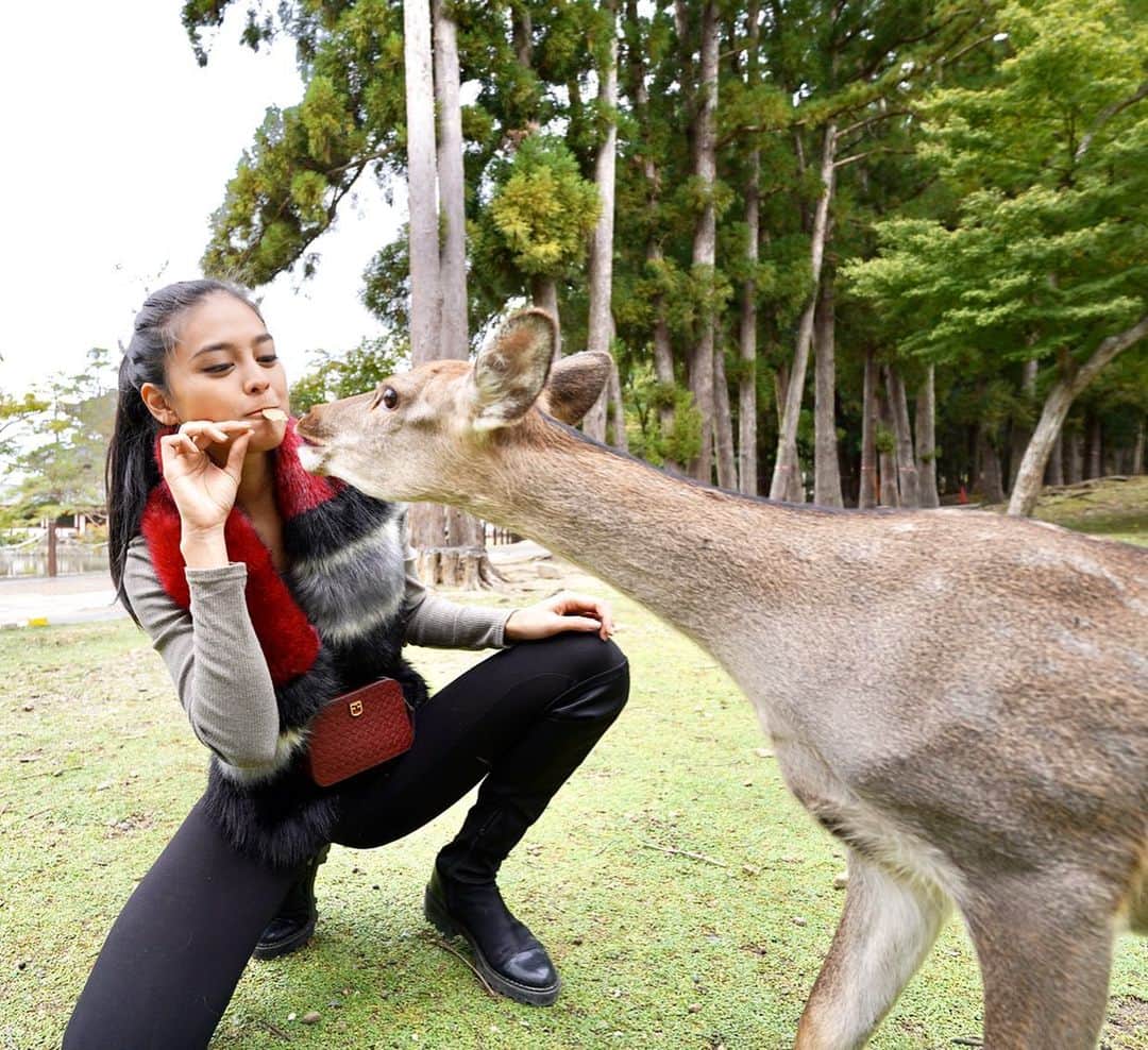 のインスタグラム：「Deeeeer & me at Nara Park 🦌❤️ #visitjapan #nara #narapark #narajapan #japan #奈良 photo by @kevliu2」