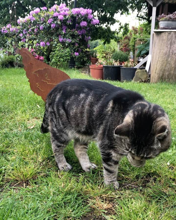 のインスタグラム：「ご視聴ありがとうございました❣️ グートさんちの猫ちゃん。」