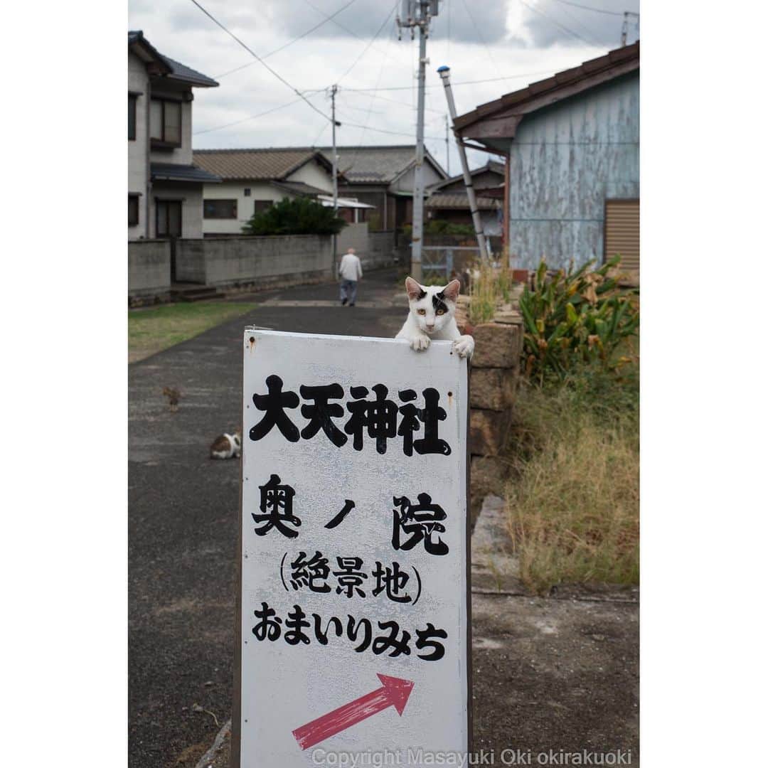 Masayukiさんのインスタグラム写真 - (MasayukiInstagram)「案内係。  #cat #ねこ #奥ノ院いまは通行止め」11月5日 11時05分 - okirakuoki