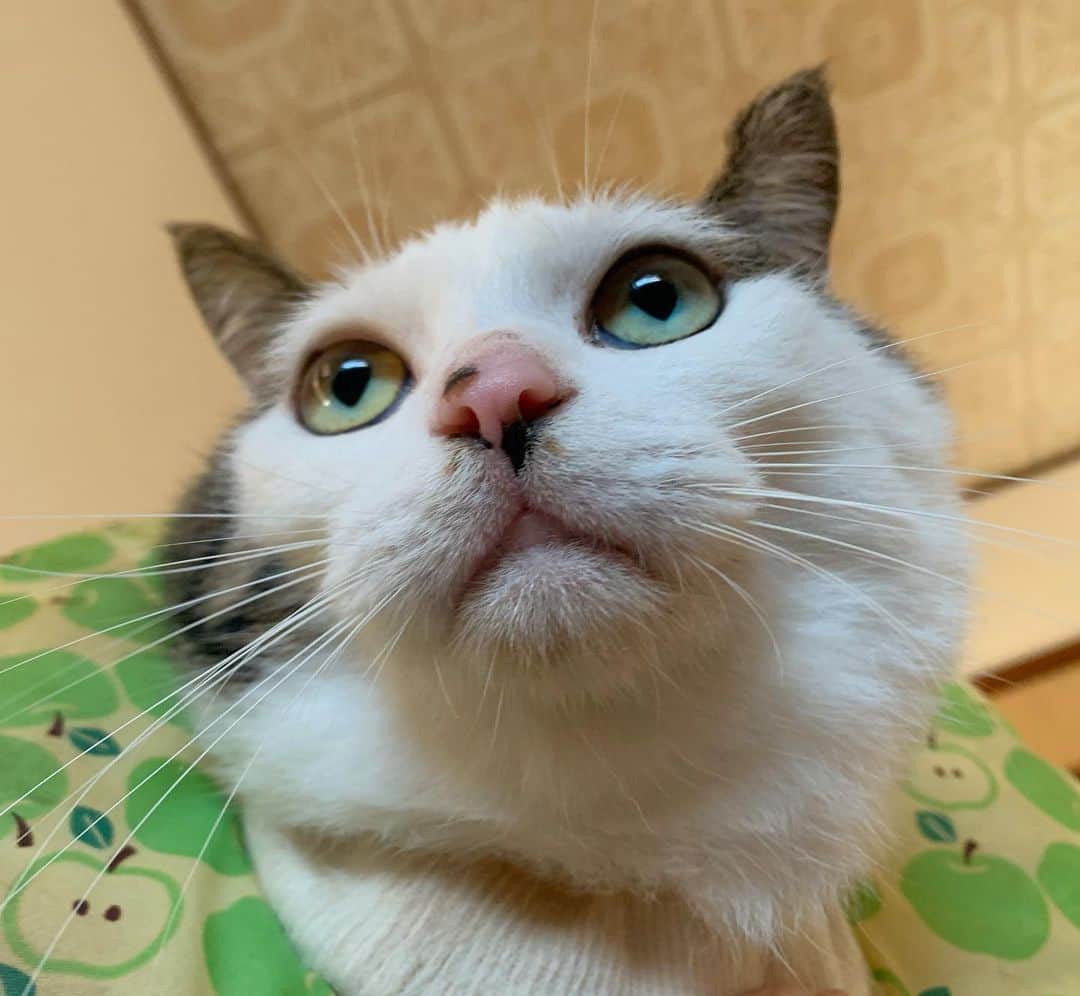 八 おこめさんのインスタグラム写真 八 おこめinstagram 可愛くてありがとう なんなんやろ このかわいさ 神様は何を想像してこんなに可愛い生き物作ったんやろ 天才やねw さ 今日も頑張るど 世界一可愛い生き物それは猫 八おこめ ねこ部