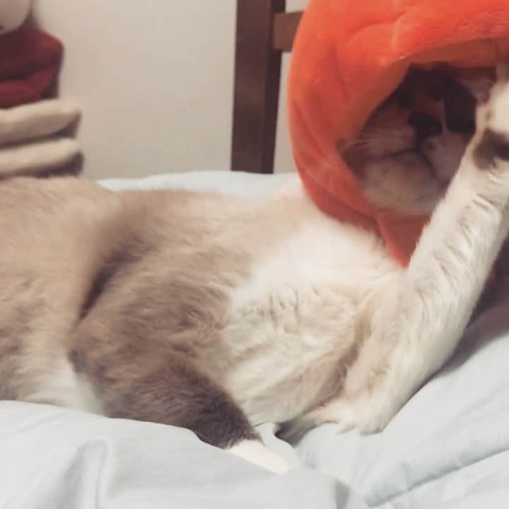 南口奈々のインスタグラム：「. 仮装でもするかにゃbyミル #ハッピーハロウィン #ワズ #ミルスタ #instacat #ネコスタグラム #猫 #ネコ #にゃんこ #cat  #ふわもこ部 #ペコねこ部 #スノーシュー #靴下にゃんこ」