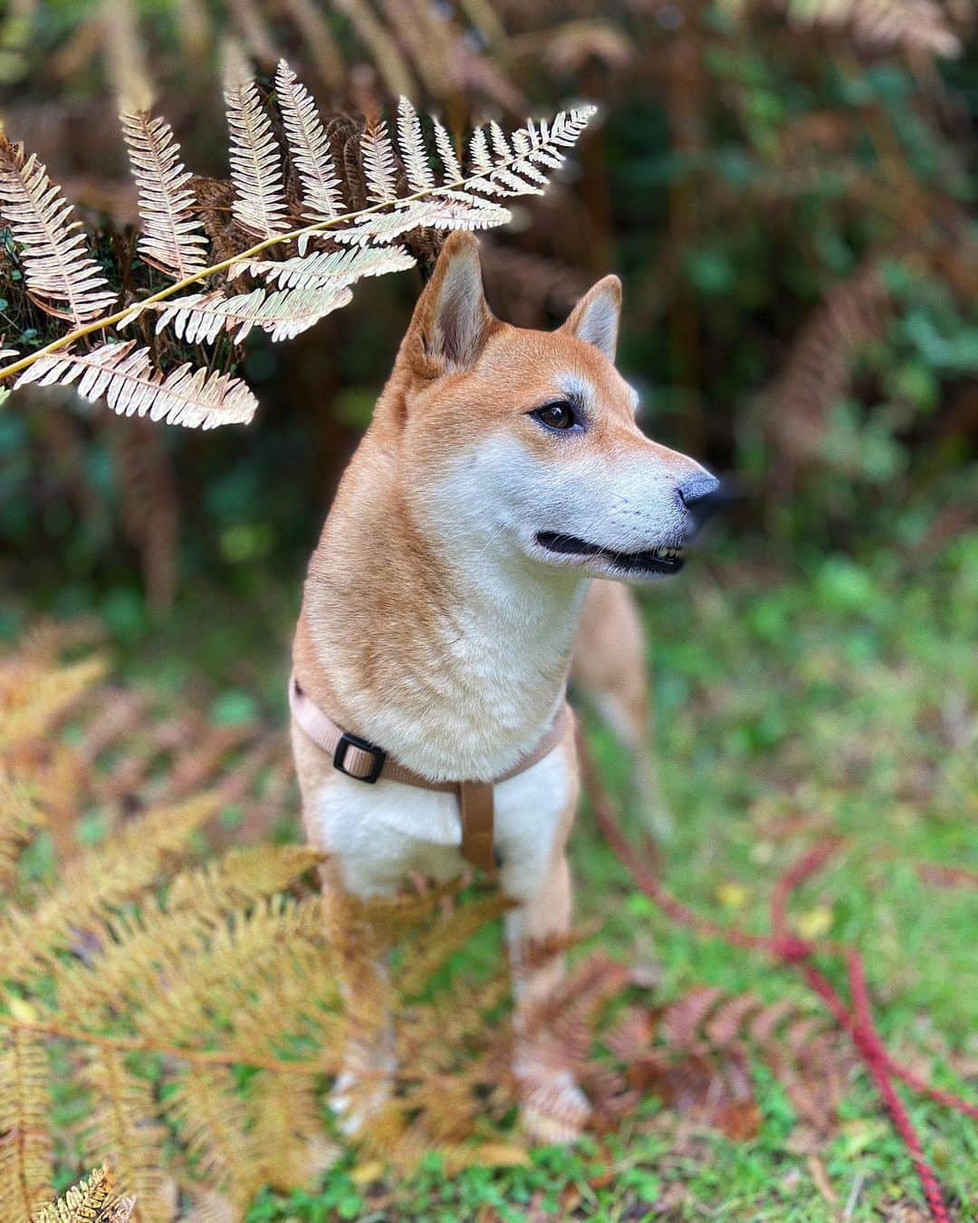 じぇっとさんさんのインスタグラム写真 - (じぇっとさんInstagram)「Autumn, laden with fruit, and stained🍂🍁✨」11月5日 5時31分 - jetsan_shiba