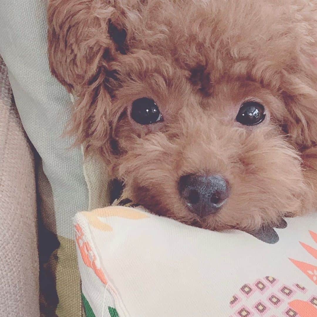 のインスタグラム：「きゅん #愛犬 #わんこ #jewel #ami」
