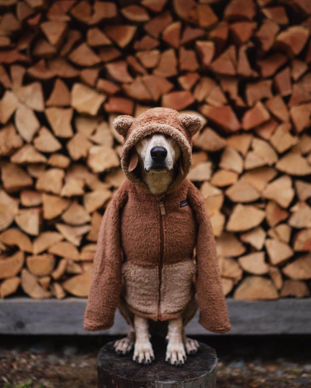 マディのインスタグラム：「New winter jacket 🐻」