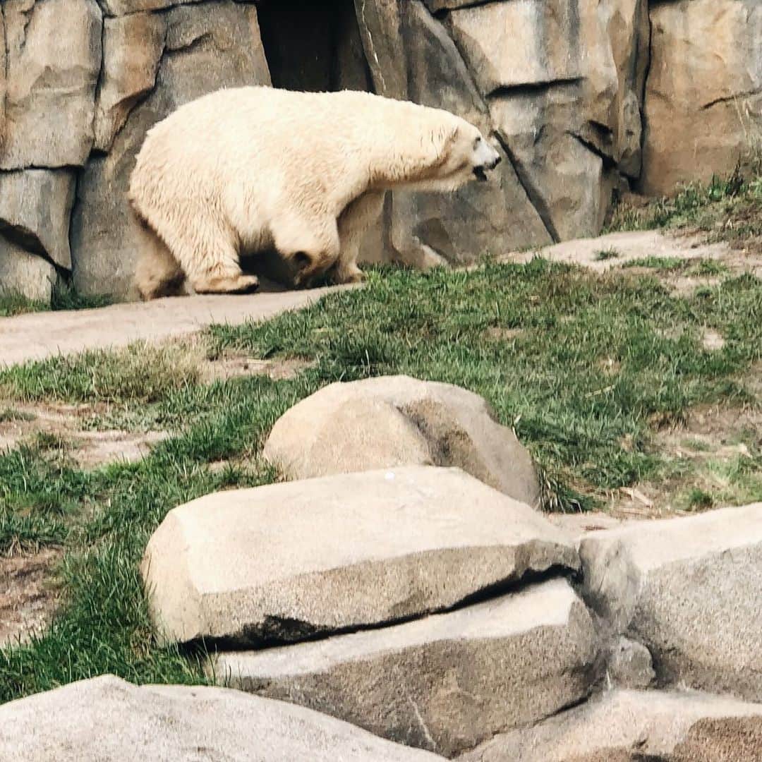 Polar Bearsさんのインスタグラム写真 - (Polar BearsInstagram)「I loved seeing the polar bears at the @lincolnparkzoo  The autumn air is starting to turn cold and crisp, but the polar bears love it! ............................................ If you have any photos of polar bears you’ve seen, make sure to tag us!」11月5日 9時04分 - polar.bears