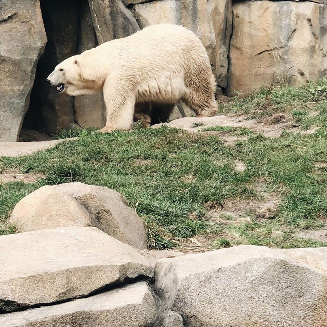 Polar Bearsのインスタグラム：「I loved seeing the polar bears at the @lincolnparkzoo  The autumn air is starting to turn cold and crisp, but the polar bears love it! ............................................ If you have any photos of polar bears you’ve seen, make sure to tag us!」