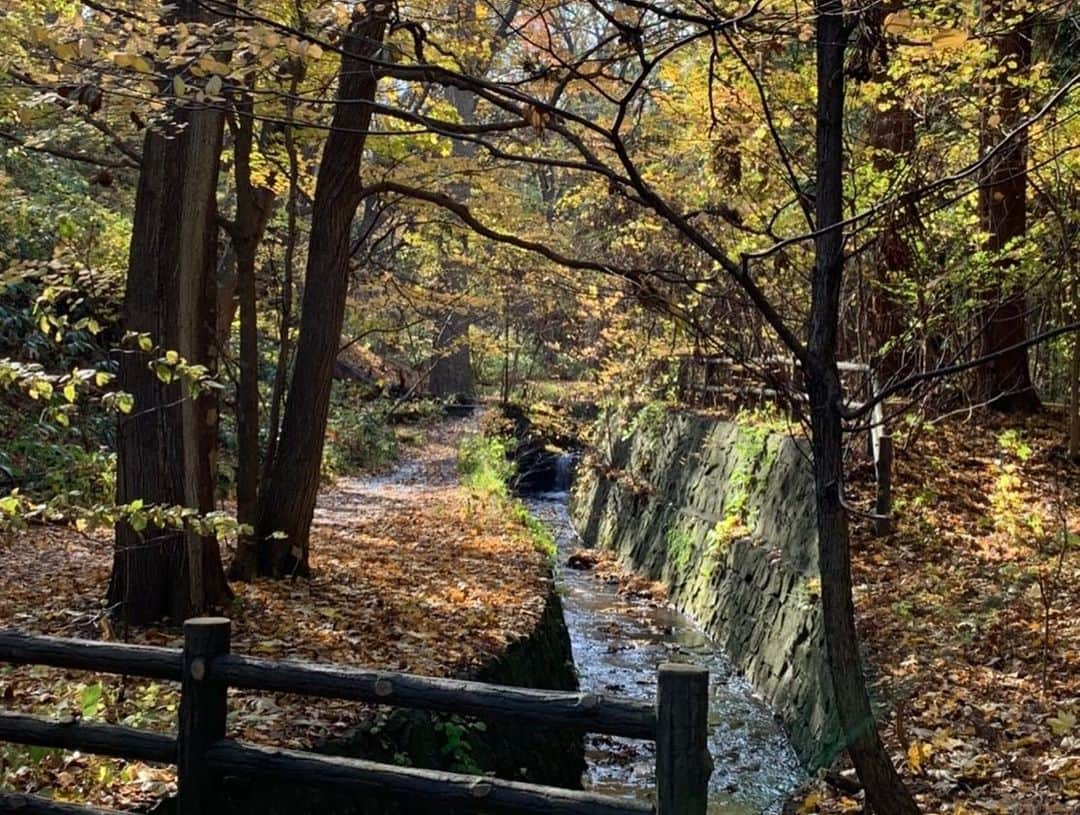 伊藤みきさんのインスタグラム写真 - (伊藤みきInstagram)「今日は寒いね〜、と珈琲持って、北海道神宮へ。 明治祭のタイミングで、すごく神々しい日だった。」11月5日 9時05分 - itomikiitos