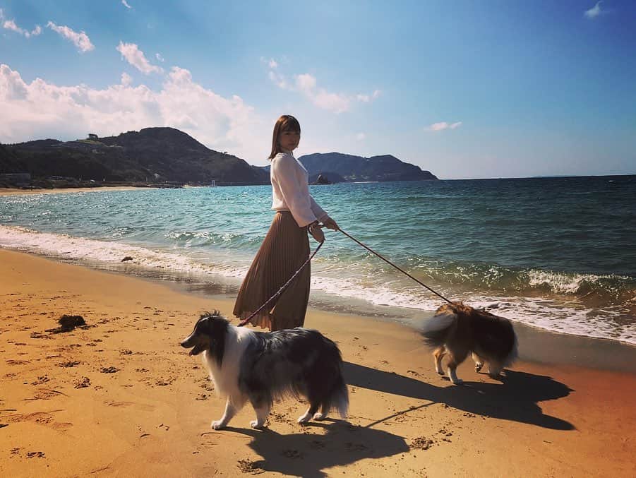 川崎芹奈さんのインスタグラム写真 - (川崎芹奈Instagram)「糸島の写真と、犬たちの写真📷  ドッグランにもたくさん行って、元気に走るフランとセイラを見てすごく元気出た✊  フランとセイラはわたしが一人暮らしを始めてから実家で飼い始めたからサラスとラルフに比べたら絆が浅いけど、今回の旅行で少しは家族って認めてくれたかなって思う。笑  たくさんのシェルティーのお友達と会ってフランとセイラも喜んでくれたかな🥰  #糸島　#福岡　#糸島ドライブ　#シェルティ　#シェットランドシープドック　#shetlandsheepdog」11月5日 9時36分 - serina_yss