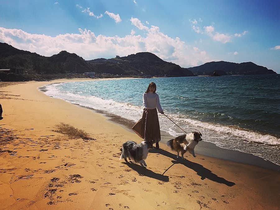 川崎芹奈さんのインスタグラム写真 - (川崎芹奈Instagram)「糸島の写真と、犬たちの写真📷  ドッグランにもたくさん行って、元気に走るフランとセイラを見てすごく元気出た✊  フランとセイラはわたしが一人暮らしを始めてから実家で飼い始めたからサラスとラルフに比べたら絆が浅いけど、今回の旅行で少しは家族って認めてくれたかなって思う。笑  たくさんのシェルティーのお友達と会ってフランとセイラも喜んでくれたかな🥰  #糸島　#福岡　#糸島ドライブ　#シェルティ　#シェットランドシープドック　#shetlandsheepdog」11月5日 9時36分 - serina_yss
