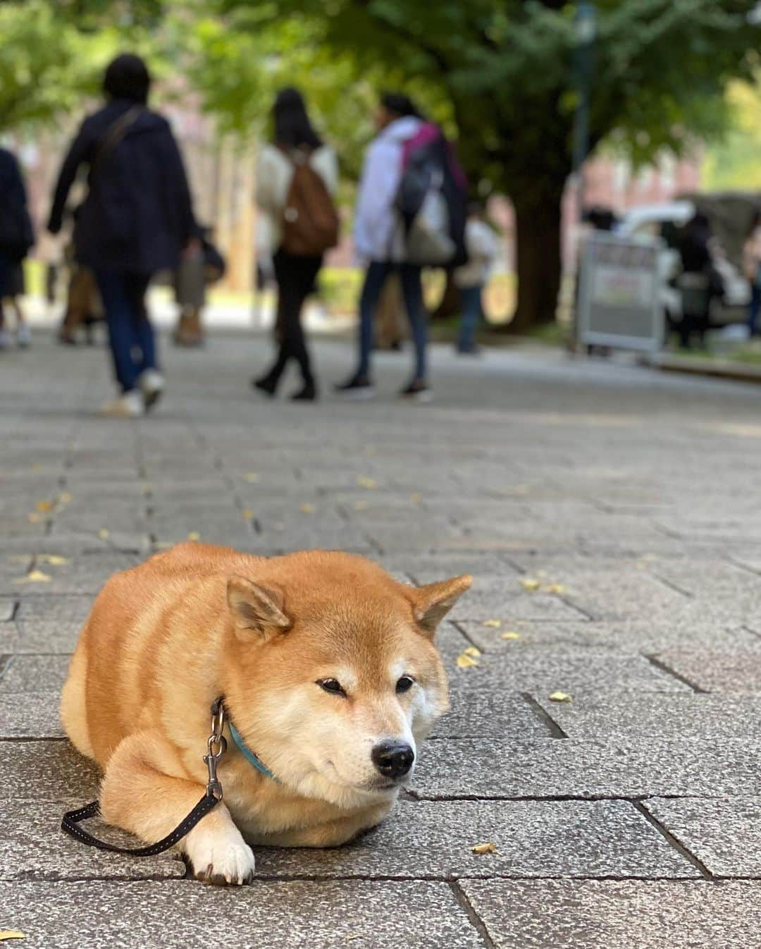 まる（まるたろう）さんのインスタグラム写真 - (まる（まるたろう）Instagram)「I love getting my neck stroked.✨🐶✨パパ、首のところかいていいよ。 #特別に許可する #揺れてるのはお肉じゃ無いよ #皮だよ #それ終わったらアゴの下もよろしくね #許す」11月5日 9時33分 - marutaro