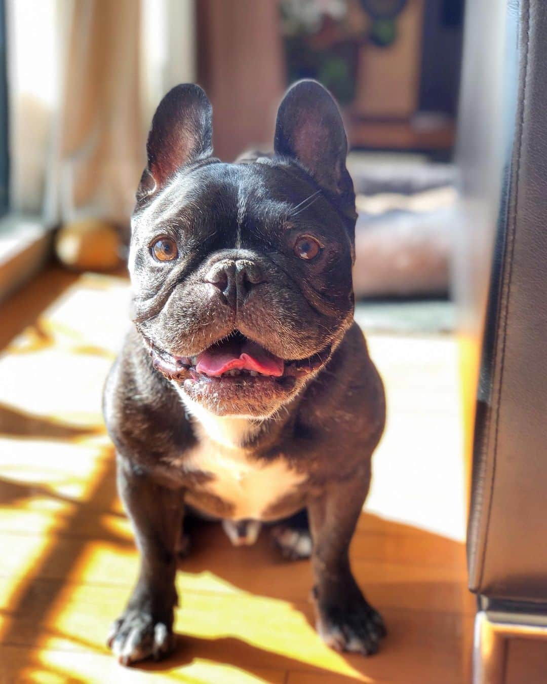 Turbo_dad フレブルのターボさんのインスタグラム写真 - (Turbo_dad フレブルのターボInstagram)「Good morning . . .  #frenchbulldog #frenchie #buhi #dog #フレンチブルドッグ  #フレブル #ブヒ #frenchiesofinstagram #instadog #instafrenchie #frenchiegram #dogstagram #frenchbullys #frenchielove #프렌치불독 #thefrenchiepost #法鬥 #frenchies1 #portrait #igersjp #tokyocameraclub  #bully #ilovemydog #frenchielife #愛犬 #dogsofinstagram #ふわもこ部 #gm #smile #instagood」11月5日 9時59分 - turbo_dad