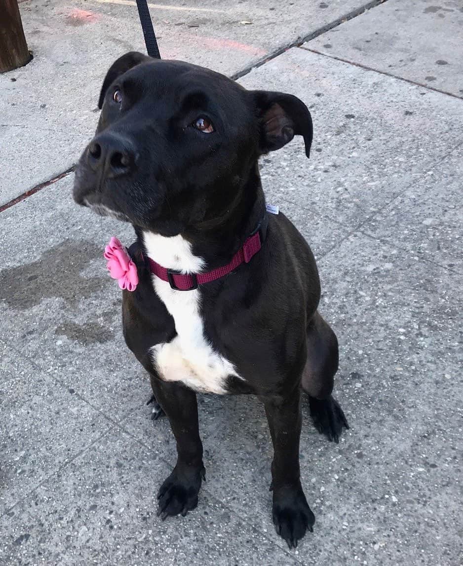 アナベル・ウォーリスのインスタグラム：「This beautiful girl is 1 year old Janna. She survived 7 months at one of the highest kill shelters in Southern California snd urgently needs a place to land. She is perfect. She was wonderful with the other dogs in playgroup and is wonderful with every person she has ever met. She loves riding in the car and loves exploring any new place. She is medium energy and very secure. She prefers no cats and to be on the safe side no small animals. She has spent time around dogs of a medium size and larger and gets along with them effortlessly. She takes treats as softley as any dog I’ve ever seen and will take direction without you having to ask twice. She truly lives in the moment with a beautiful spirit and a childlike wonder for every new experience and treat that she is offered. She is happy to interact and be touched or just keep to herself and look out the window. What she needs now is structure so that she can begin to feel a more permanent place in the world. I marvel at how she has remained intact after those grueling 7 months. So many other dogs around her didn’t make it but somehow she has remained in  remarkable health in mind body and spirit. Let’s give her the life that she endured all of that to finally live. Could you be her foster or forever home?  lf you are interested to please contact @istandwithmypack or @theivywalls for inquiries ❤️❤️❤️」