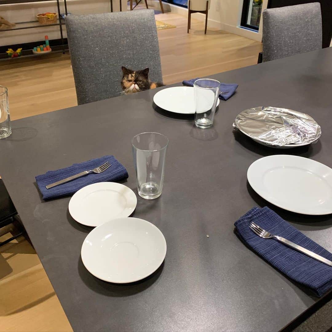 Pudgeのインスタグラム：「The cutest dinner date 😍」