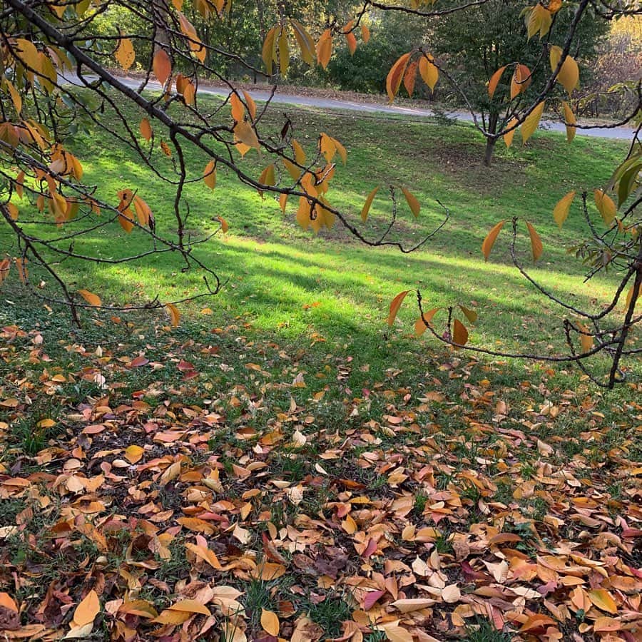 薮下柊さんのインスタグラム写真 - (薮下柊Instagram)「Here is where you can feel calmly 🌿 #ニューヨーク　#newyork #centralpark #autumn」11月5日 10時46分 - __yabushita_shu__