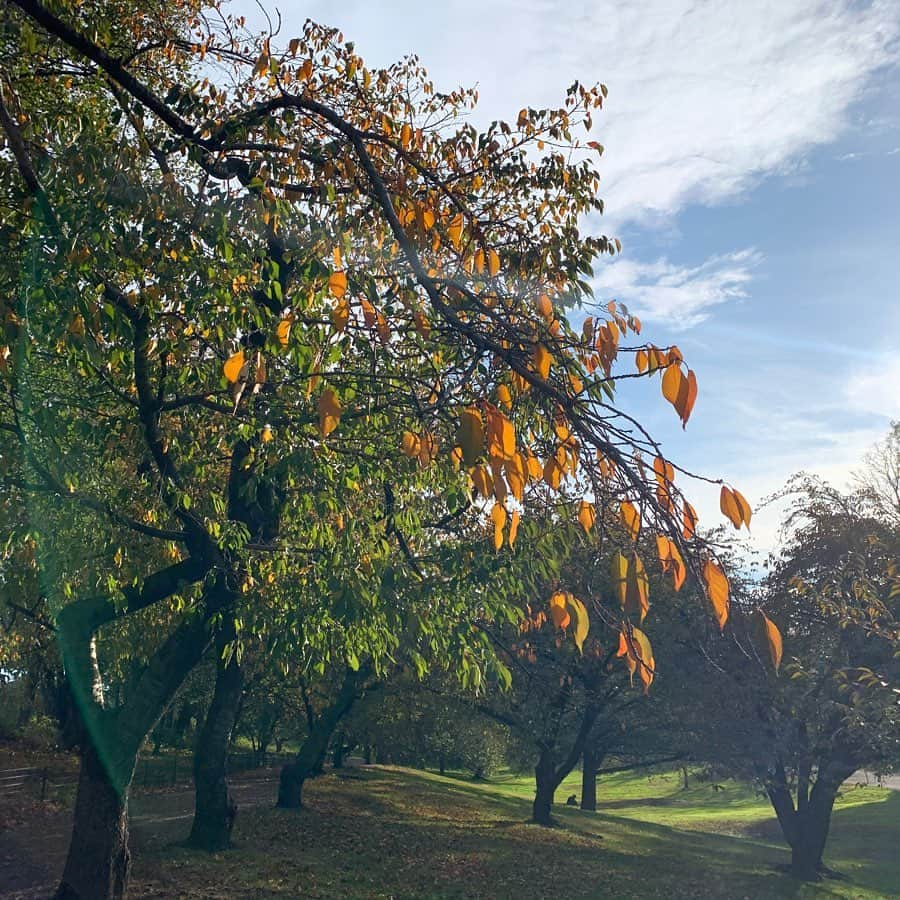 薮下柊さんのインスタグラム写真 - (薮下柊Instagram)「Here is where you can feel calmly 🌿 #ニューヨーク　#newyork #centralpark #autumn」11月5日 10時46分 - __yabushita_shu__