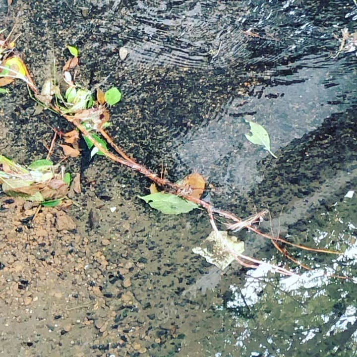 藤田朋子のグルメインスタ