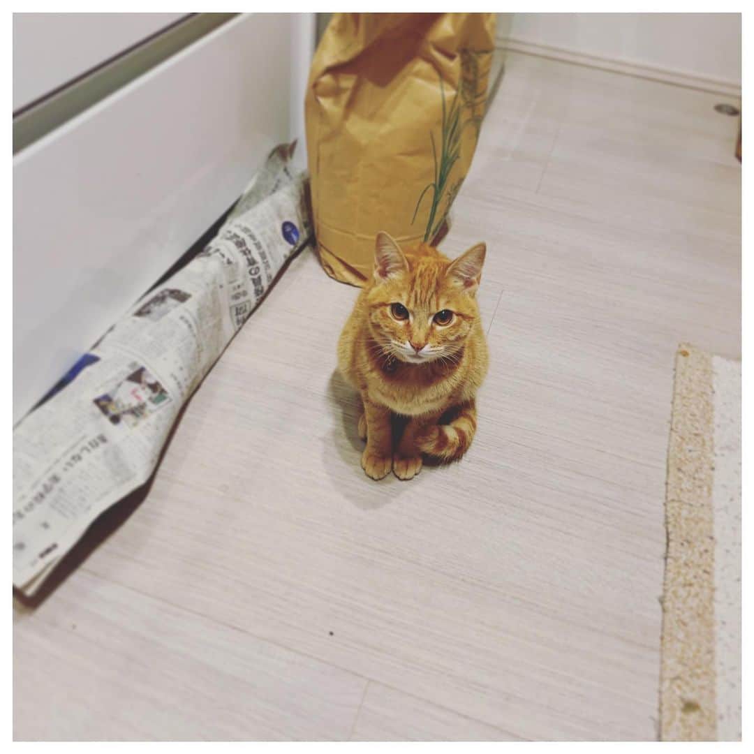 kainatsuさんのインスタグラム写真 - (kainatsuInstagram)「振り返れば奴がいる(キッチンに)  #oto_no_koto #保護猫」11月5日 20時25分 - natsugram_life
