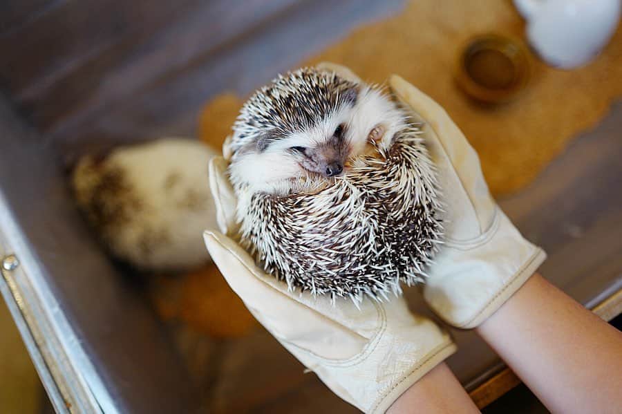 藤井聖子のグルメインスタ