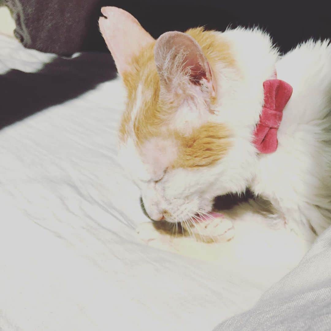 猫沢エミのインスタグラム