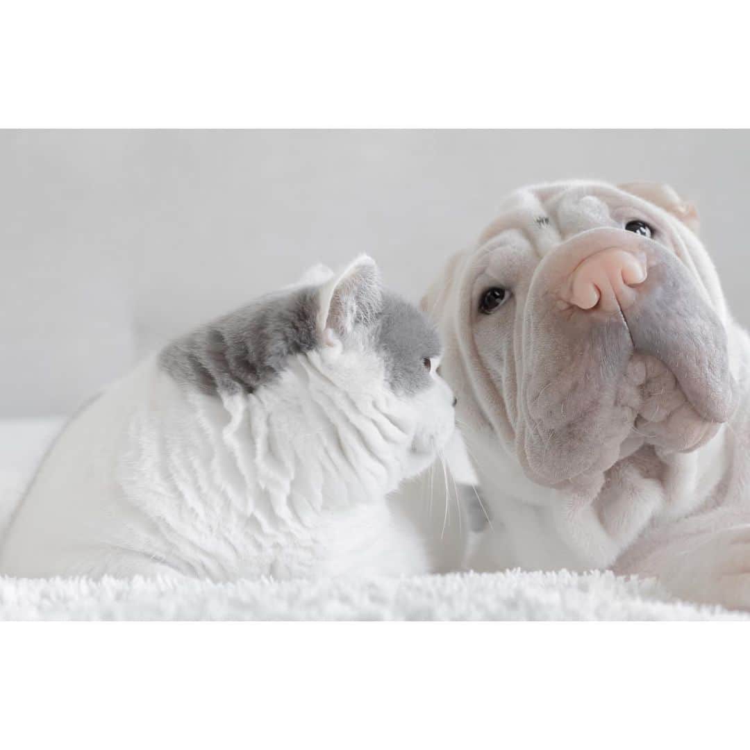annie&pADdinGtoNさんのインスタグラム写真 - (annie&pADdinGtoNInstagram)「Secrets #hmm #whataretheyplanningnow #cheeky #butler #lambington #sharpei #sharpeisofinstagram #britishshorthair #greyandwhite #dog #cat #cats #dogs #doggo #kitty #catsanddogs #love #brothers #instagood #weeklyfluff #dogstagram #sharpeilove #catlovers #iloveyoutothemoonandback」11月5日 14時49分 - anniepaddington