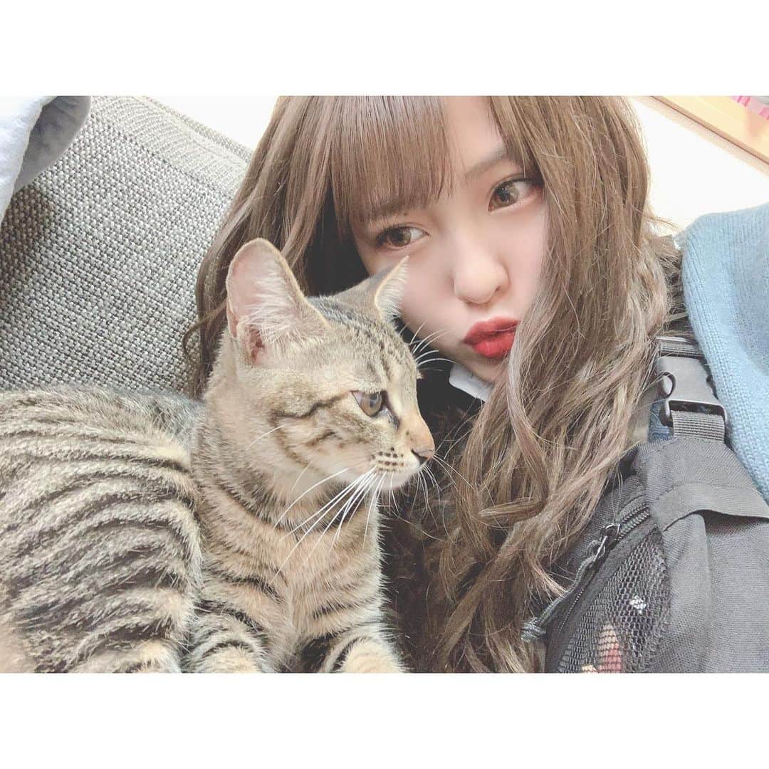 山田菜々美のインスタグラム：「. 🐱💘💘 . #猫 #ジャスミン」