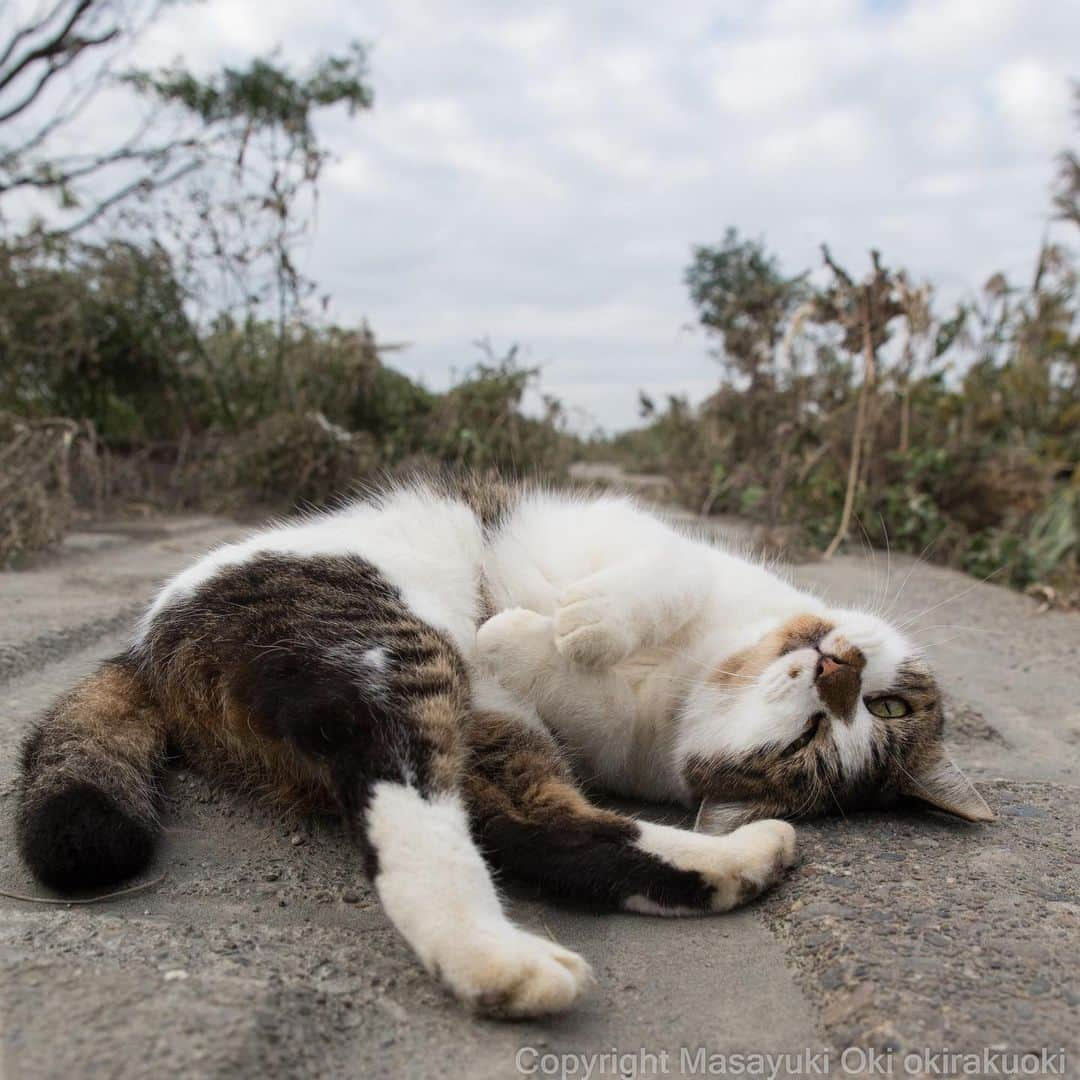 Masayukiさんのインスタグラム写真 - (MasayukiInstagram)「ごろん😉✨ #cat #ねこ」11月5日 14時58分 - okirakuoki