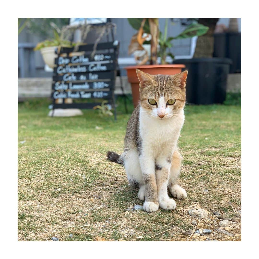 古川美有さんのインスタグラム写真 - (古川美有Instagram)「ねこぱーんち🐾  #沖縄 #猫 #ねこぱんち #海中道路 #okinawa #cat #🐈」11月5日 15時36分 - miyukogawa