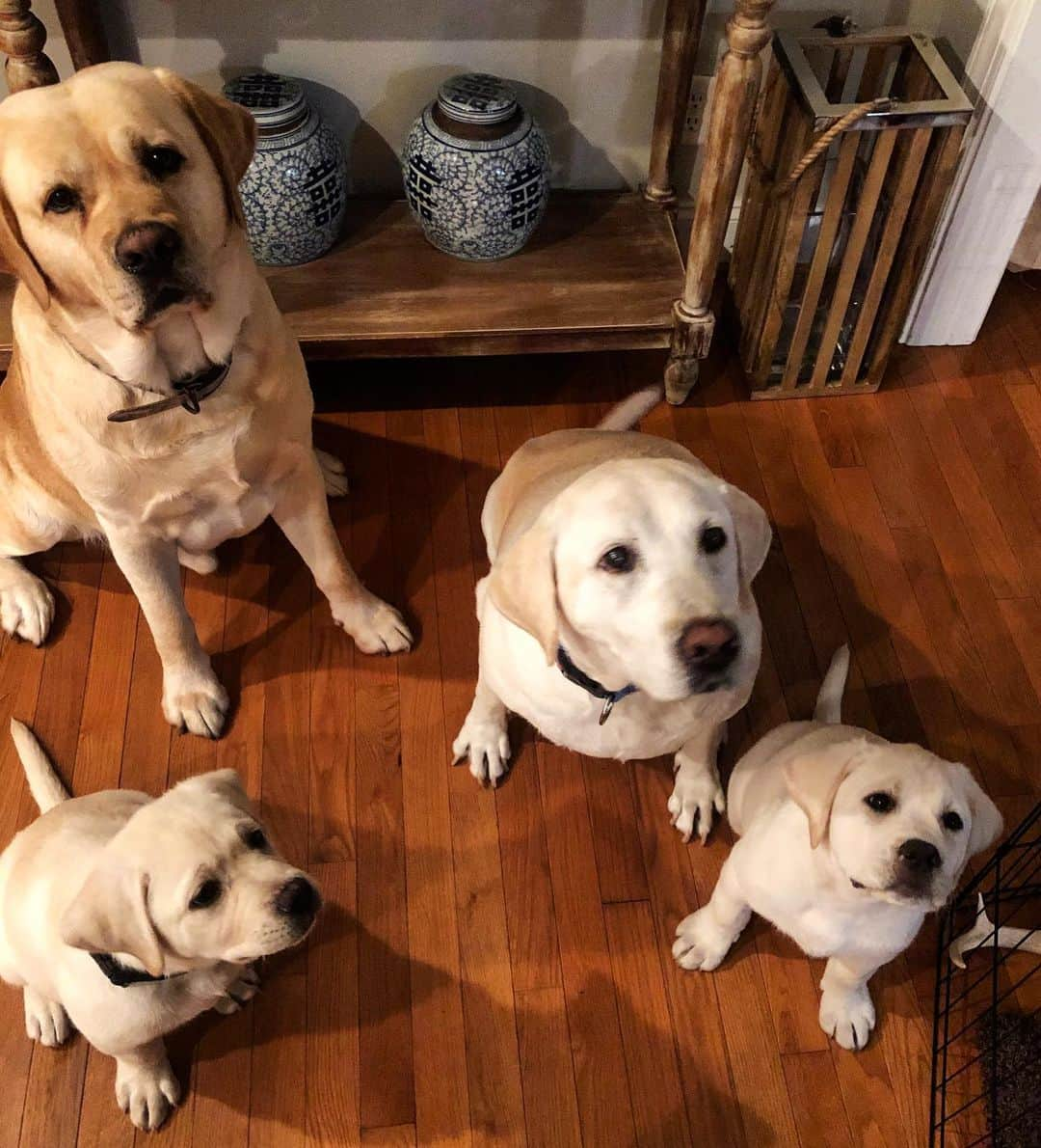 Huckのインスタグラム：「Getting 4 labs in a picture together is a lot harder than it looks 🤣 . . . . . . . .  #talesofalab #fab_labs_ #labradorretriever #labrador_class #thelablove #yellowlab #thelablove_feature #yellowlabsofinstagram #labphotooftheday #instalab #yellowlaboftheday #talesofalabpuppy #labsofinstagram」