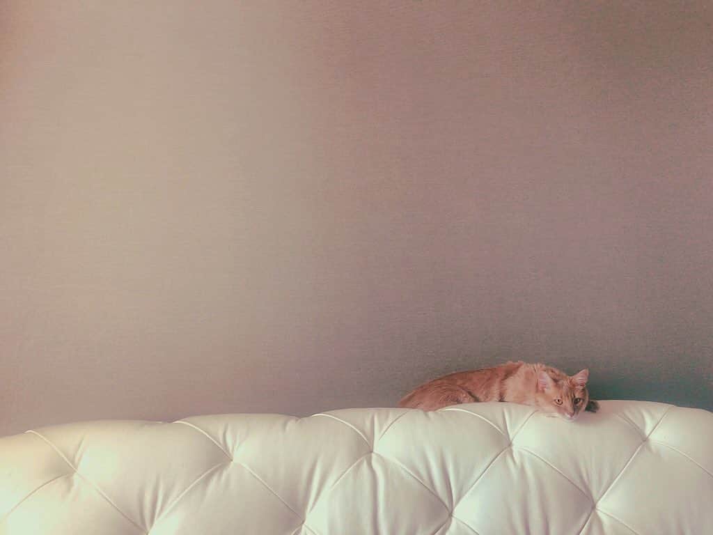ダレノガレ明美さんのインスタグラム写真 - (ダレノガレ明美Instagram)「朝、ベッドメイキングしてたら… ポツンっと🐱」11月5日 16時55分 - darenogare.akemi