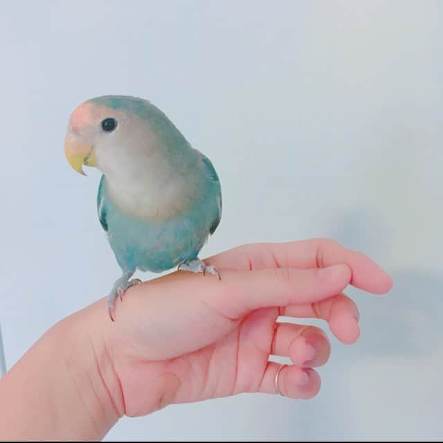 いがわゆり蚊のインスタグラム：「. こんにちは しばふです。 . #コザクラインコ」