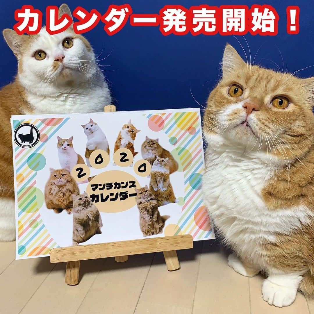 マンチカンズTVのインスタグラム：「、、❤️2020年オリジナルカレンダー発売❤️﻿ ﻿ マンチカンズのオリジナルカレンダー完成しました！﻿ ﻿ 撮影は「飛び猫」で有名な五十嵐健太さん！﻿ 可愛い猫写真が目白押しです♪﻿ 初回特典オリジナルシール付き！﻿ 缶バッジとポストカードもついた2冊セットもご用意しました！﻿ ご購入はプロフィール欄のリンクか﻿ 「マンチカンズしょっぷ」で検索お願いします！﻿ ﻿ #猫 #ねこ部 #ねこら部 #ねこすたぐらむ #ふわもこ部 #ペコねこ部 #のらねこ部 #ねこ好き #ねこもふ団 #ねこばか #ねこバカ #しろくろねこ #みけねこ #ねこちゃん #ねこさん #でぶねこ #ねこらぶ #ネコ #ネコ部 #ネコ好き #ネコバカ #cat #instacat #catstagram #ilovemycat #マンチカン #マンチカンズ　#munchkin #カレンダー  #猫カレンダー」