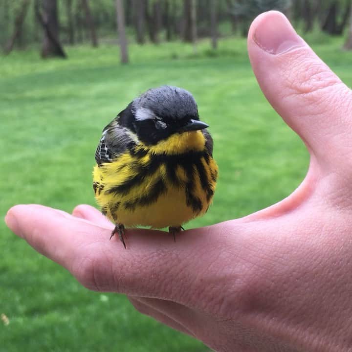 アウル・シティーのインスタグラム：「I found her lying on the ground under a window so I held her and told her everything was going to be alright until she felt better and flew away. Hope you’re okay, wherever you are ❤️」