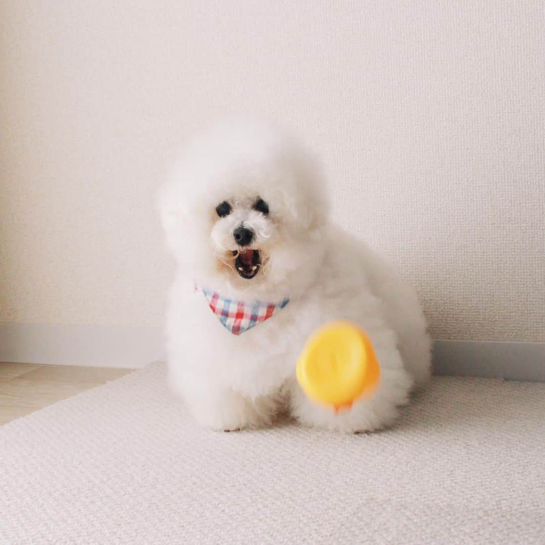 ゆうのインスタグラム：「. . お口開けて待ってるんだけど なかなかキャッチできないね😮💦 Waiting with open mouth . . . 日本郵便×PECOコラボの 「ペットアスリート年賀」キャンペーン🐶 今年もオフィシャルペットとして お手伝いさせて頂く事になりました❤️ . . 郵便年賀.jpのInstagram公式アカウント@yubin.jpをフォローした後、@yubin.jpと指定ハッシュタグをつけて、画像とともに投稿すると参加できるよぉ﻿🤗みんなも格好いいアスリートになりきってぜひ投稿してね🏅 . 詳しくはキャンペーンサイトへ http://nenga.yu-bin.jp/athlete/ . . #ペットアスリート年賀 #球技 . . .」