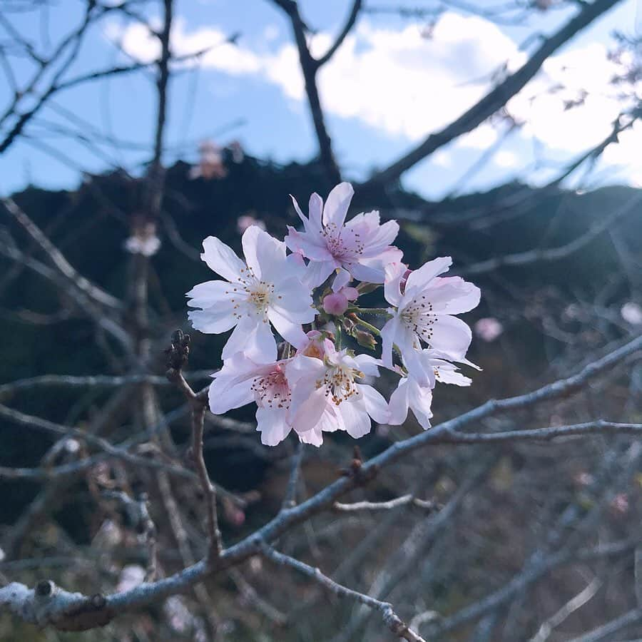 佐藤康恵のインスタグラム