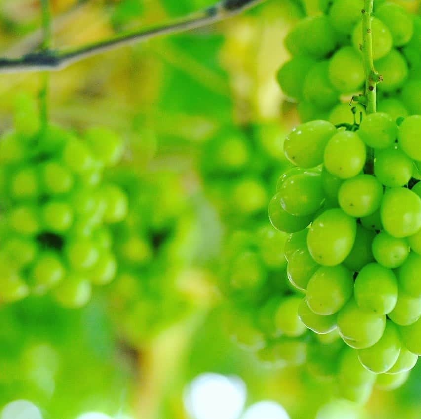 甲州 ほうとう 完熟屋 本店のグルメインスタ