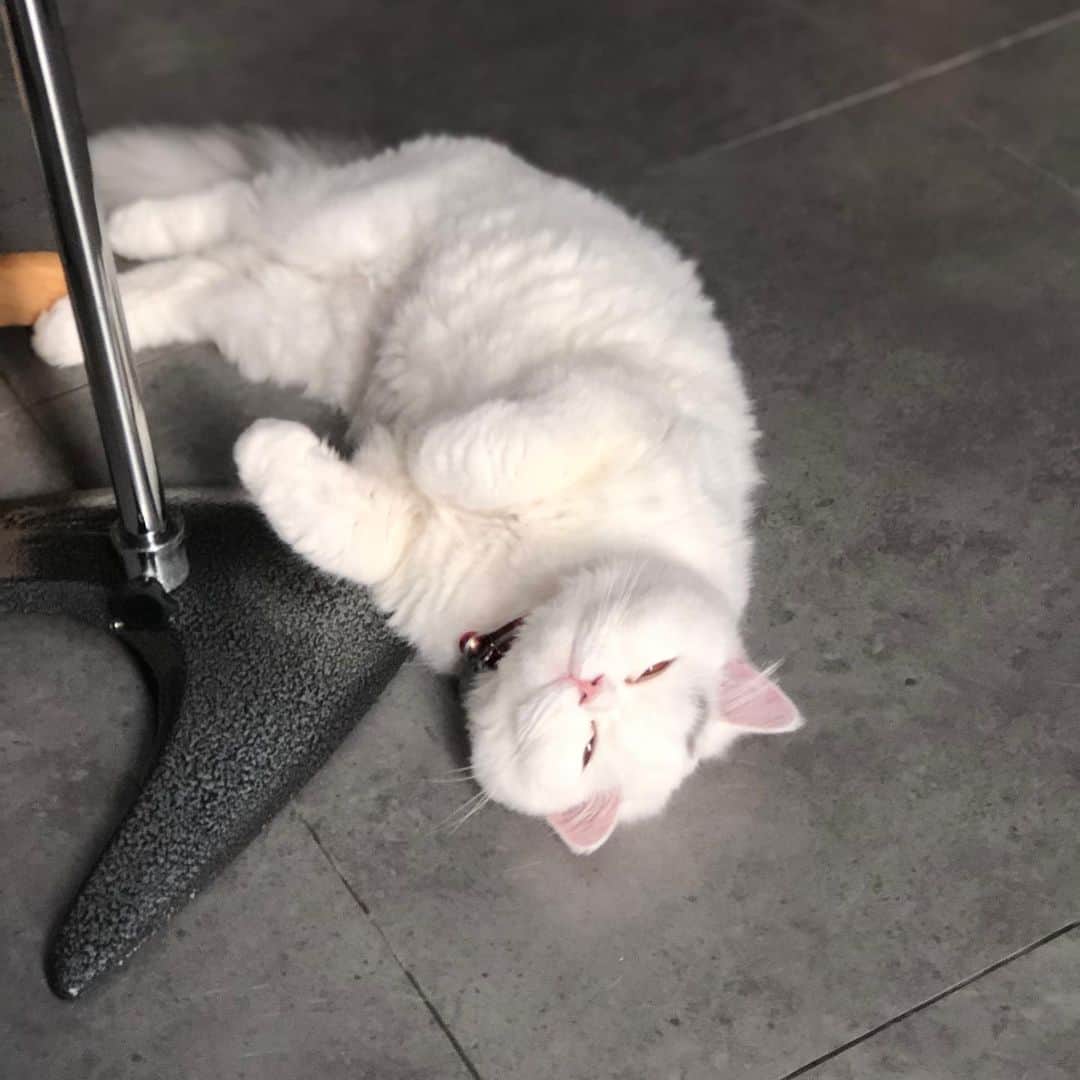 YingTzeさんのインスタグラム写真 - (YingTzeInstagram)「A Happy Lancelot🐱❤️ ( yes I named him after a Mobile Legends Hero because his hair is long 🤣) _ Having cats are like the best thing ever happen to me. This month I have a lot of work to do and having my cats helps a lot to keep me calm lol. 🤣 Example : I was sorting my photos for Patreon today then when I look back , Lancelot has the most happy sleep face ever. 🥰 awww _ All patreon rewards are sent ~ check your inbox my dear patrons ! ▶️ patreon.com/yingtze #blessed #catsmalaysia #persiankitten #catsofinstagram #cats_of_day」11月5日 18時35分 - yingtze