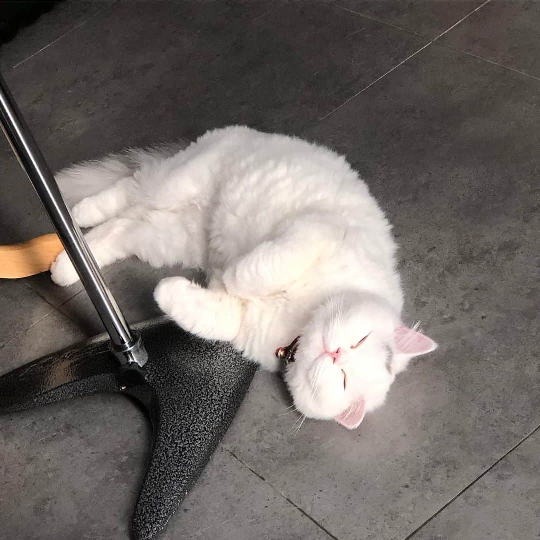 YingTzeさんのインスタグラム写真 - (YingTzeInstagram)「A Happy Lancelot🐱❤️ ( yes I named him after a Mobile Legends Hero because his hair is long 🤣) _ Having cats are like the best thing ever happen to me. This month I have a lot of work to do and having my cats helps a lot to keep me calm lol. 🤣 Example : I was sorting my photos for Patreon today then when I look back , Lancelot has the most happy sleep face ever. 🥰 awww _ All patreon rewards are sent ~ check your inbox my dear patrons ! ▶️ patreon.com/yingtze #blessed #catsmalaysia #persiankitten #catsofinstagram #cats_of_day」11月5日 18時35分 - yingtze